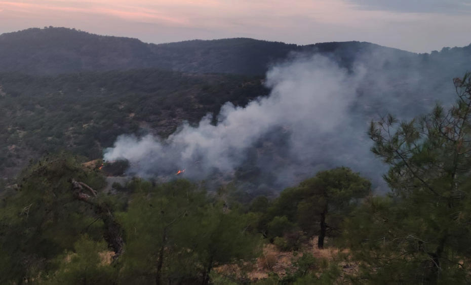 Gaziantep'te Orman Yangını Hasara Neden Oldu: 4 Dönüm Alan Zarar Gördü
