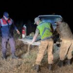 Kaçak avlanan 1,5 ton inci kefali suya geri bırakıldı