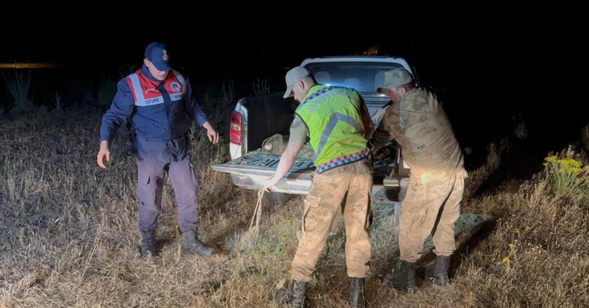 Kaçak avlanan 1,5 ton inci kefali suya geri bırakıldı