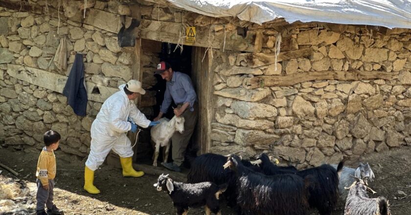 Şap hastalığının yeni serotipine karşı üretilen 6 milyon doz aşı sahaya sevk edildi